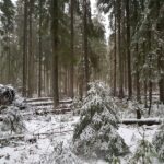 Ekologinen kompensaatio ottaa ensiaskeleita Espoossa