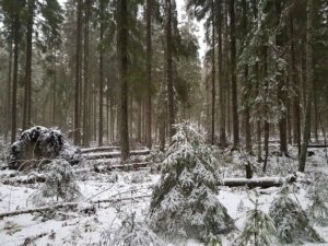 Ekologinen kompensaatio ottaa ensiaskeleita Espoossa